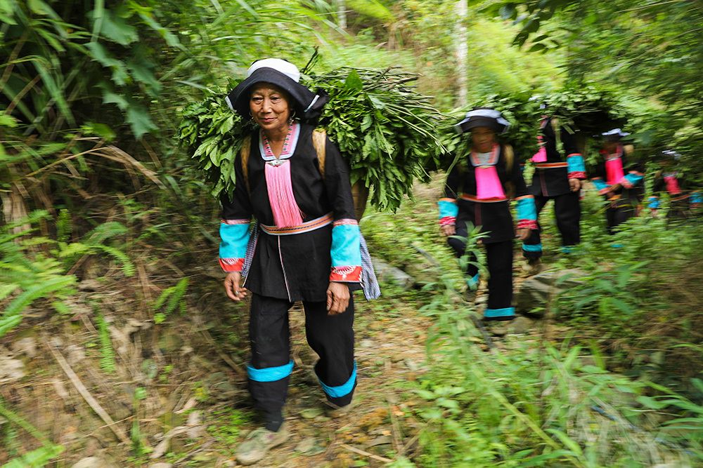 广西百色凌云县瑶山深处打蓝靛