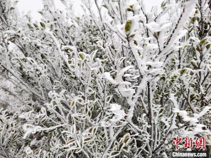 资料图:雪后初霁的老君山。汪冠 摄 点击进入下一页