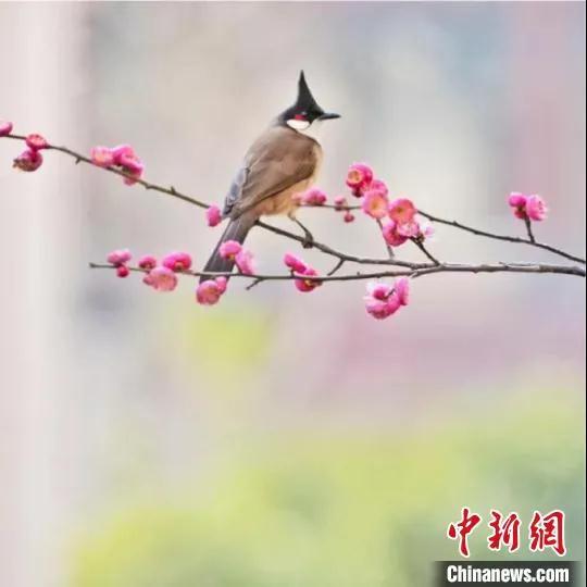 资料图:小鸟停留在梅树枝头。水水 摄 点击进入下一页