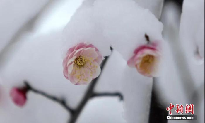 资料图:瑞雪压枝梅更艳。孟德龙 摄 点击进入下一页