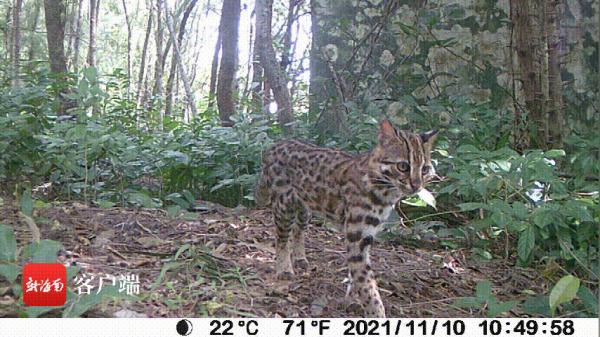 “萌猫”竟是国家二级保护动物！它为何现身海口？
