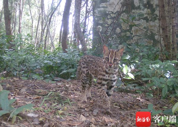 “萌猫”竟是国家二级保护动物！它为何现身海口？