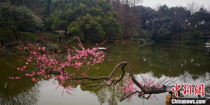 杭州植物园梅花。　胡中 摄