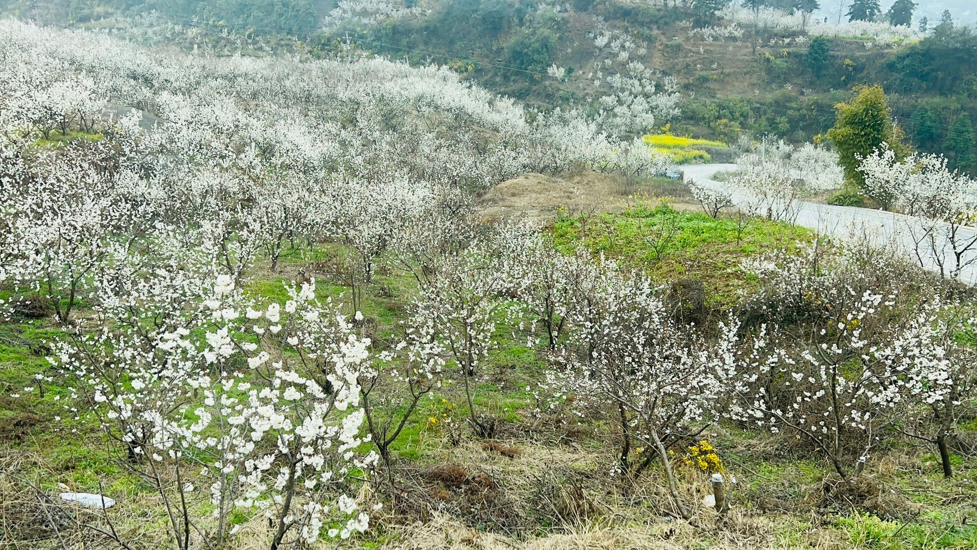 九洞天樱桃花海图片