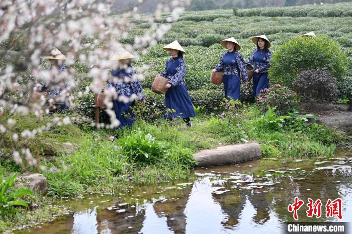 双峰村的采茶服。　西湖街道办事处供图