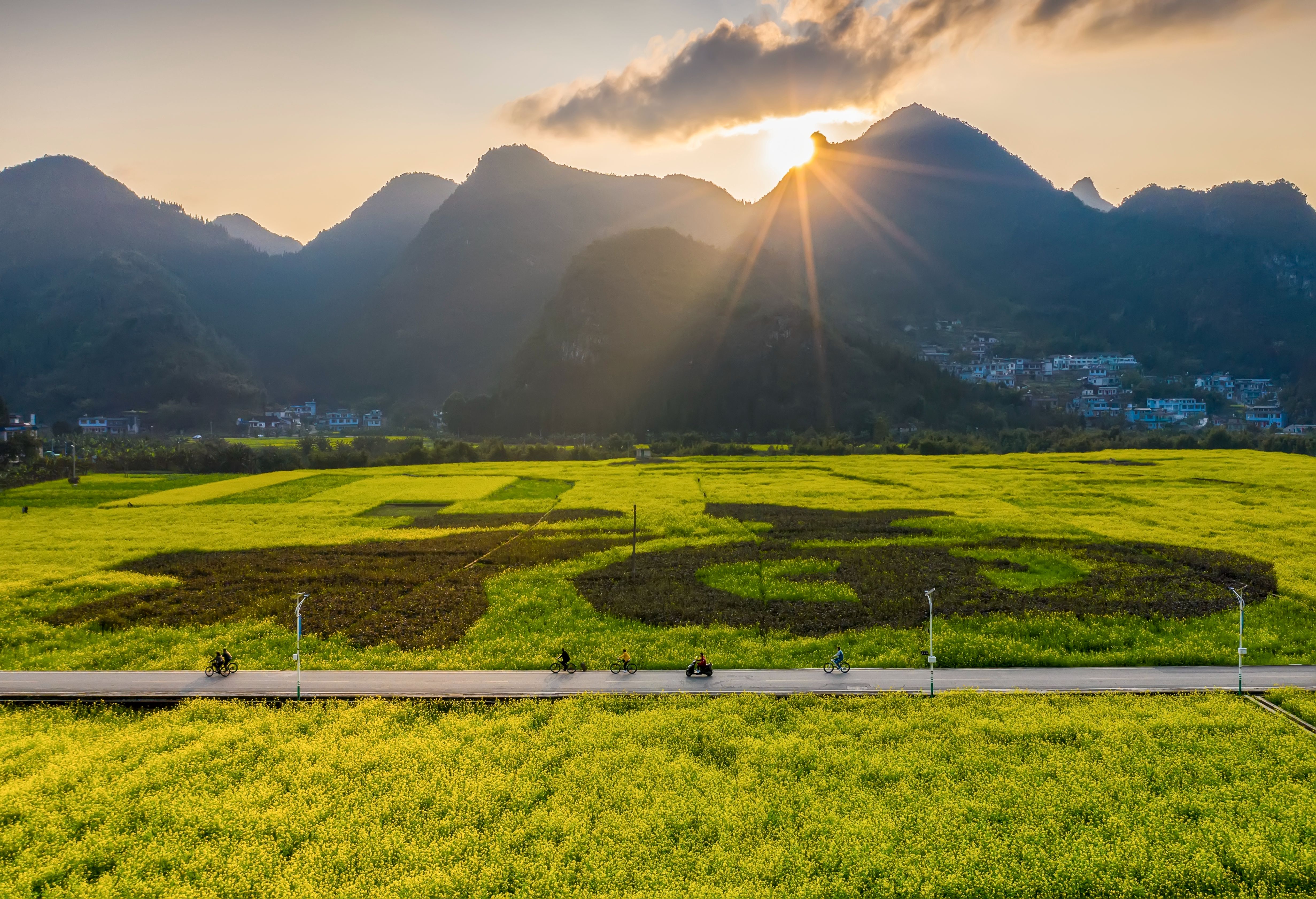 2022贵州油菜花图片