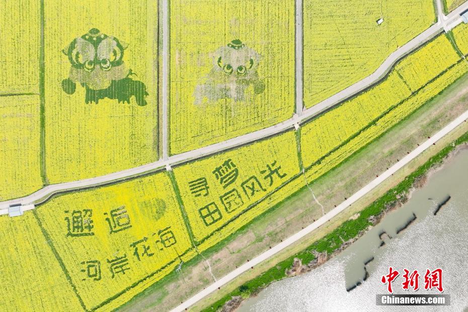 “邂逅”田园文化 南京浦口油菜地里绽放“笑脸”