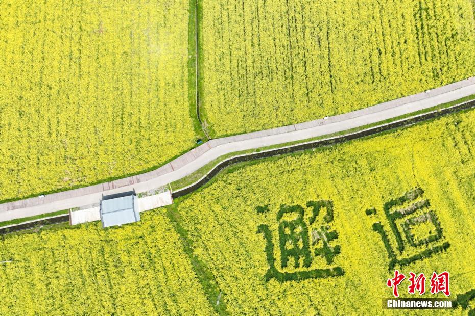 “邂逅”田园文化 南京浦口油菜地里绽放“笑脸”