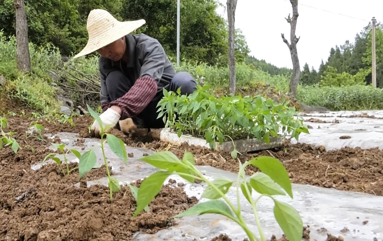 遵义市新蒲新区10万亩辣椒苗陆续开始移栽