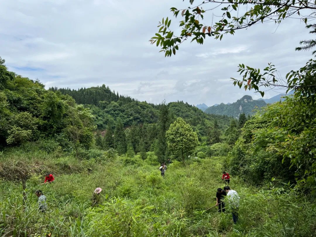 桐梓：做好植绿护绿大文章 共享绿色美好新生活