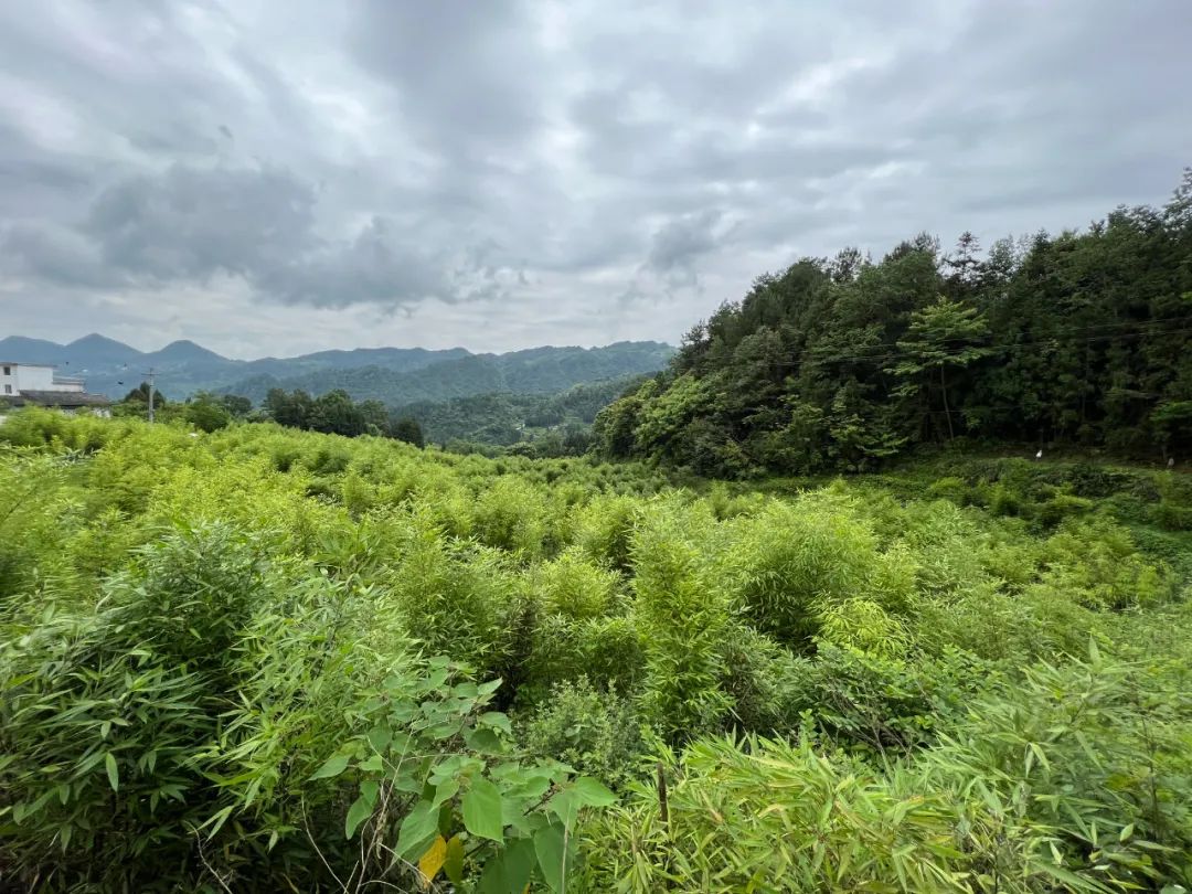 桐梓：做好植绿护绿大文章 共享绿色美好新生活