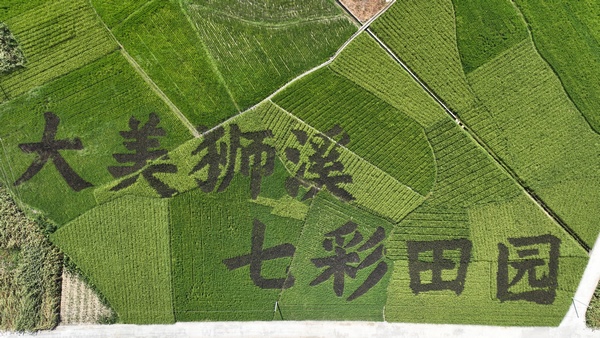 狮溪镇稻田艺术字。杨瀚摄