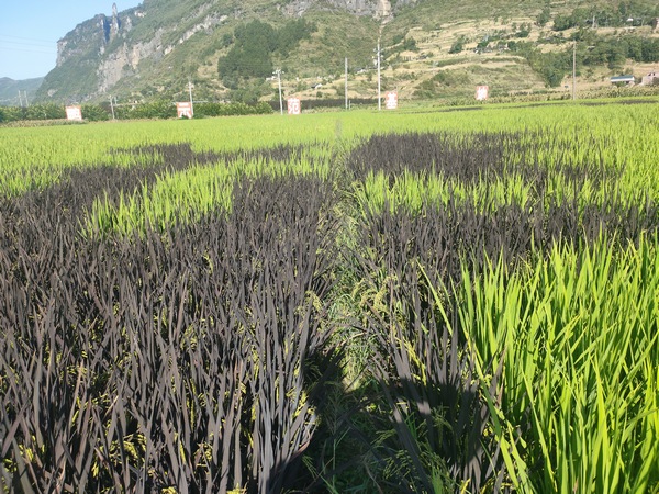狮溪镇双色稻田。娄臣摄