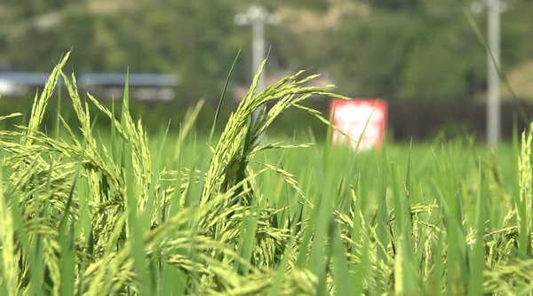 绿色水稻进入抽穗成熟期。娄臣摄