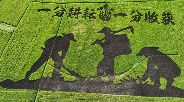 狮溪镇稻田艺术画 。令狐程邻摄