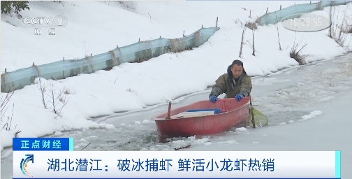 冬季养虾新技术来了鲜活小龙虾端上团年宴成冬季市场新宠